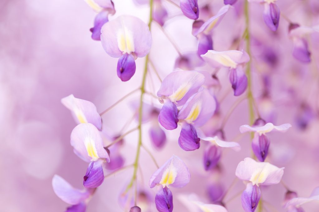 藤の花 楽天市場】プレゼントに鉢花ギフト2025年4月末頃開花の藤盆栽