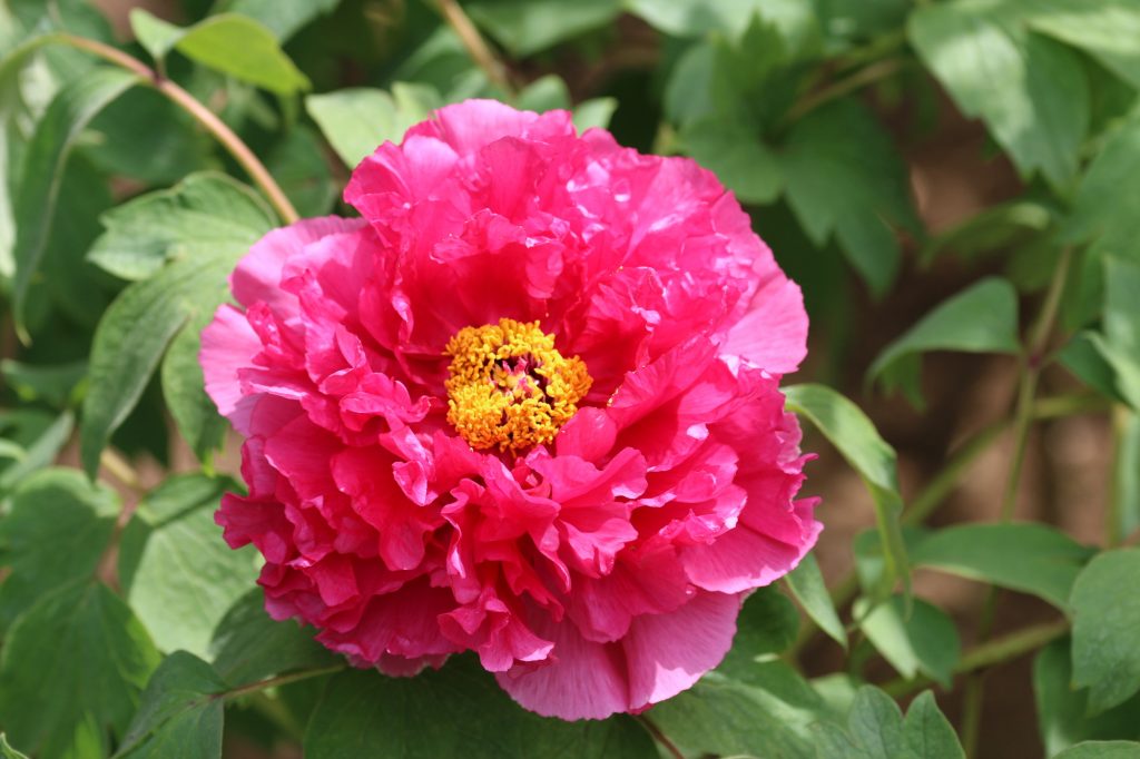 ボタン | 近畿二府四県の花寺めぐり｜関西花の寺二十五カ所