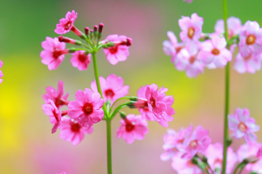 クリンソウ | 近畿二府四県の花寺めぐり｜関西花の寺二十五カ所