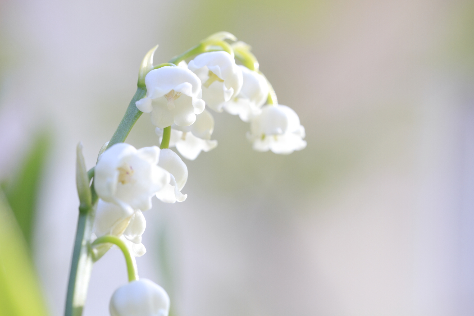 スズラン 近畿二府四県の花寺めぐり 関西花の寺二十五カ所