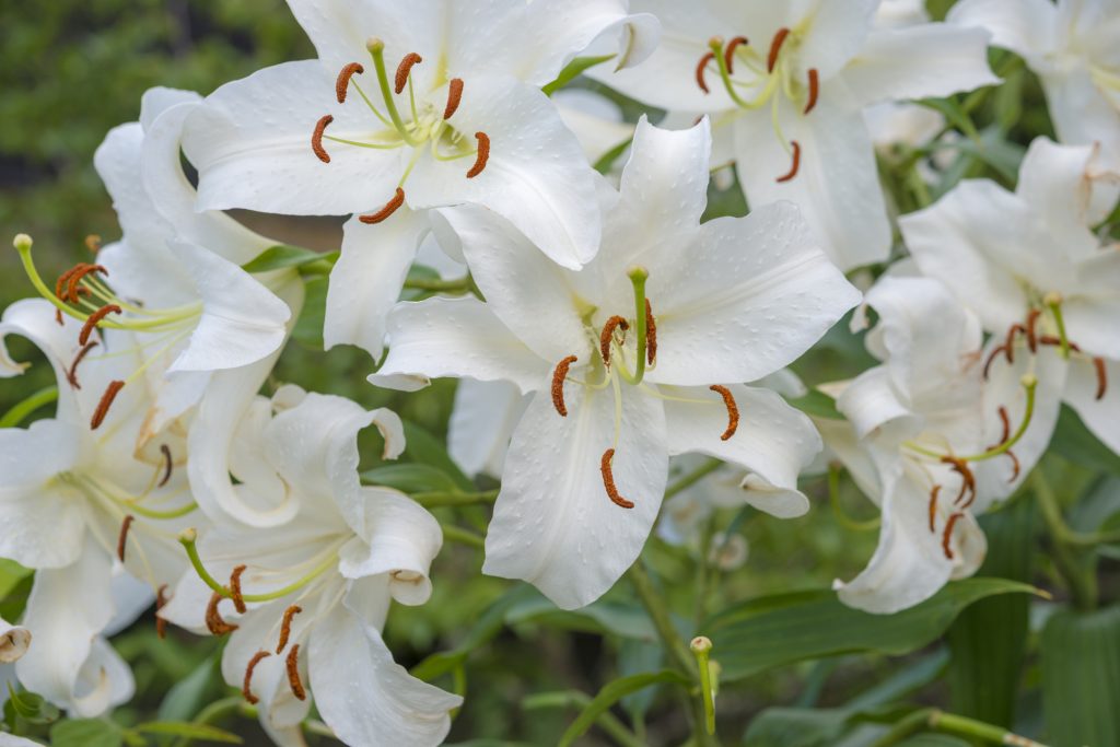 f331a72b0c7a6642b44f37d8329c0c