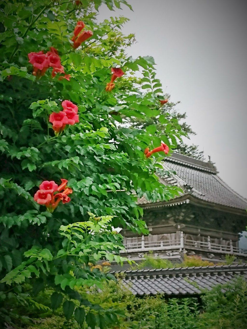 ノウゼンカズラが咲いています 近畿二府四県の花寺めぐり 関西花の寺二十五カ所